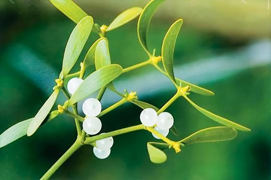 pflanzliche und alternative therapien – sanfte hilfe