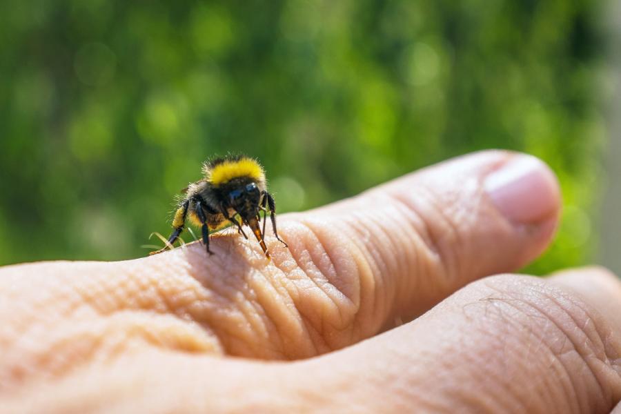 insektengiftallergie – symptome, diagnose und therapie